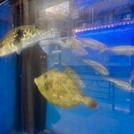 海鮮句菜 三楽 - 生け簀で泳ぐ魚たち