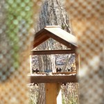 ザ バード ウォッチング カフェ - 白黒の野鳥　こちらに尻尾を向けています　2014/12