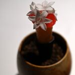 ラ・ヴァガボンド - 