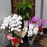 四川料理 星都 - ビルの地下にあるエントランスには　胡蝶蘭が沢山飾られていました