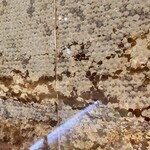 シェフズ ライブ キッチン - 