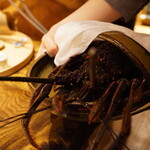 温石 - 本日の食材、活き伊勢海老はもちろん焼津産