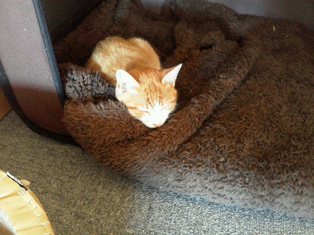 写真 2ページ目 閉店 キャット カフェ ミアキス ネコマミレ 東加古川店 Cat Cafe Miacis ねこまみれ 東加古川 その他 食べログ