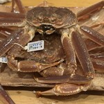 みつき - この松葉蟹は1.1kg〜1.2kg。とてつもなくデカいんです。一般人では購入できないクラス！