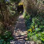 アマルフィイ デラセーラ - 