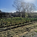 手打ち らーめん 響 - 秘境のネギ畑！！