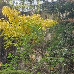 メインラウンジ (リーガロイヤルホテル大阪) - 