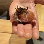 龍壽司 - インド鮪がソースの舞茸