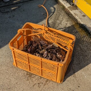 まえじま牡蠣小屋_1