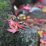 呈茶処　望塔亭 - 川の脇の落ち葉もしっとりしてて素敵でした