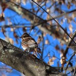 喫茶 蓼科アイス - カシラダカ