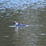 喫茶 蓼科アイス - ミコアイサ