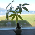 コーヒーハウス ショコラ - 