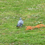 コーヒーハウス ショコラ - 