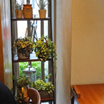 ALBERGO - 窓辺を優しく彩る小花の鉢