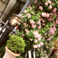 表参道バンブー - 
