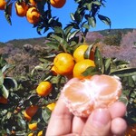 まつが - もぎながら食べ、もぎながら食べ♥