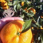 まつが - 大きくて、甘くて、ジューシー♥