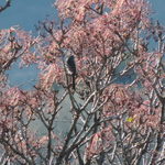 ビブラ ビブレ - 