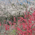 ビブラ ビブレ - 