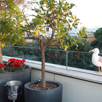 SETTIMO ROMAN CUISINE ANDTERRACE - 距離感をキープしながら・・