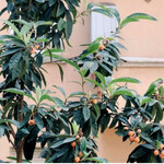 SETTIMO ROMAN CUISINE ANDTERRACE - この鳥も飛んでいました！！