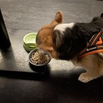 五大 - ワンコのワンコ蕎麦