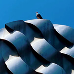 トラットリア アニモ - このまちで   うまれたのよ   わたしはたぶん   かわいいこばと。　　　　撮影／4月中旬。