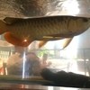 bubu arowana café