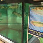 bubu arowana café - 