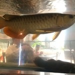 bubu arowana café - 