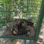 Sari Amerta Iga, Resto & Luwak Coffee - 