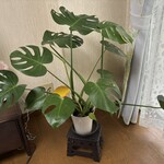 HAVE A NICE DAY PINKY BAGLE - オマケ：ハイ爺家のモンステラのモンちゃん♡