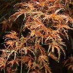 酒肴屋 いっこう - 