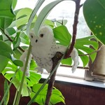 オアフ アイランド - 