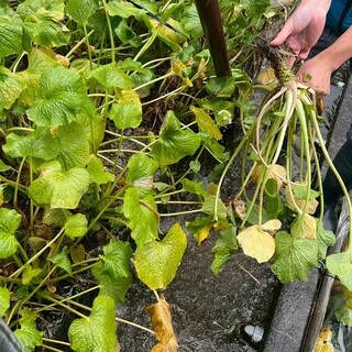 旬の味覚をふんだんに取り入れた、四季折々の日本料理に舌鼓