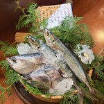 魚めし 竹亭 - 今日のお魚（宗太鰹とシマアジ）