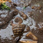 谷口カレー - 