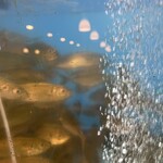 あじ屋でん助 - 