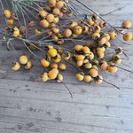 古民家カフェ きのこくらぶ - 