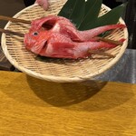 炉ノ鳥 - 