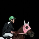 仁 - 南関卒業間近の美しいマイネルロッシュさん9歳♂