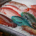 ツバメ食堂 - 南国の魚たち