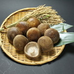 [Produced in Minamiuonuma, Niigata Prefecture] 1 eight-colored shiitake mushroom