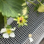 姫路ハートフル観光農園 - 