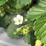 姫路ハートフル観光農園 - 