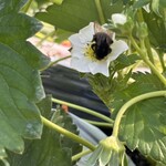 姫路ハートフル観光農園 - 