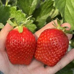 姫路ハートフル観光農園 - 