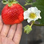 姫路ハートフル観光農園 - 