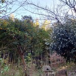 久右衛門邸 - 大きな柚子の木